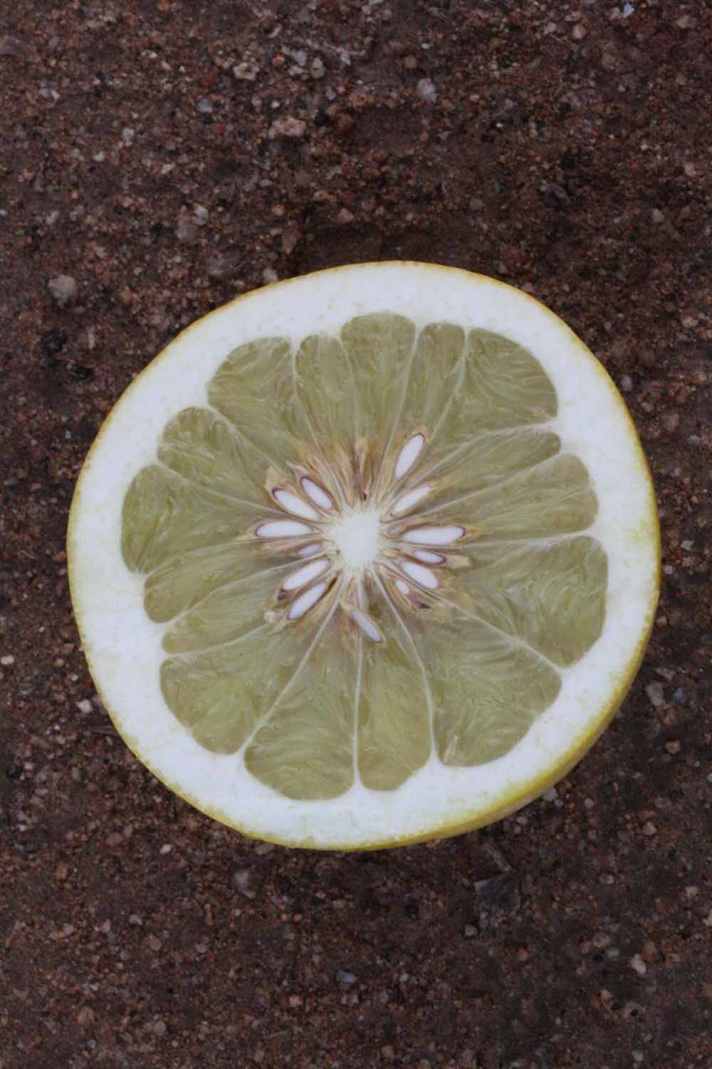              Fruit cross-section of  Citrus maxima         (Tahitian, Riverside,   CA)       